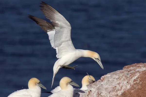 Gannet Aterriza Rocas Cerca Otras Redes Enmalle Ganado — Foto de Stock