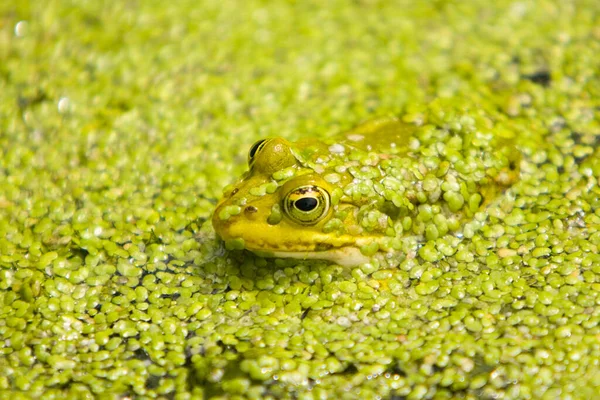 Amphibientier Wildfrosch — Stockfoto