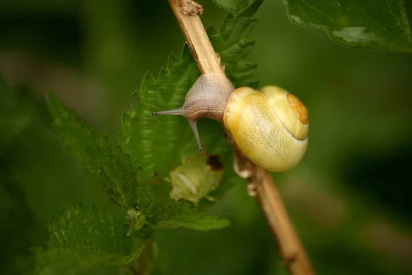 Closeup Bug Wild Nature — Stock Photo, Image