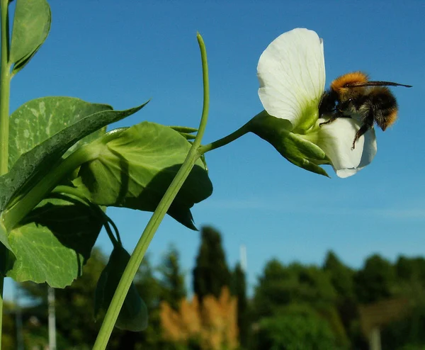 Close Zicht Insect Natuur — Stockfoto