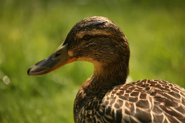 Schilderachtig Uitzicht Prachtige Vogel Natuur — Stockfoto