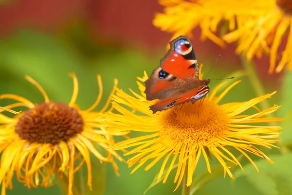 花で蝶 自然の中で蝶の昆虫 植物や動物 — ストック写真