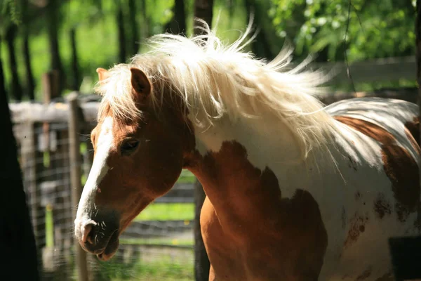 Lindo Caballo Naturaleza Salvaje — Foto de Stock