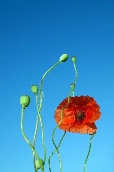 Nahaufnahme Von Schönen Wilden Mohnblumen — Stockfoto