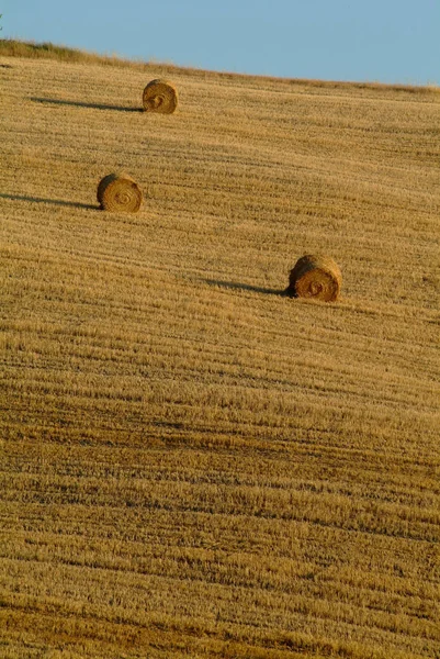 Campo Agrícola Grama Plantas — Fotografia de Stock