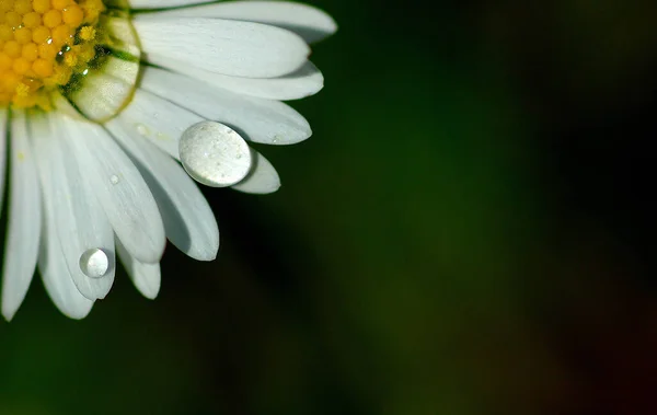 Flor Margarita Blanca Hierba —  Fotos de Stock