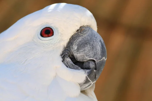 Cockatoo — Foto de Stock