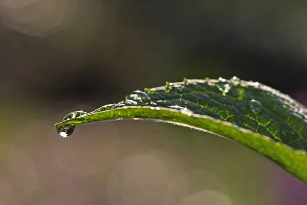 Влажная Листва Зеленая Трава Каплями Дождя — стоковое фото
