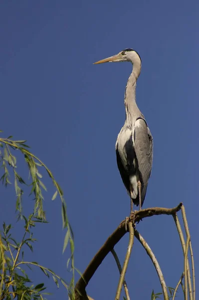 Stork Bird Wildlife Natura Fauna — Stock Photo, Image