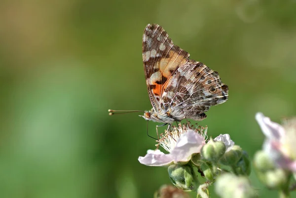 Primo Piano Bug Natura Selvaggia — Foto Stock