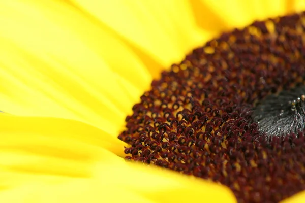 Schöne Blumen Blumiges Konzept Hintergrund — Stockfoto