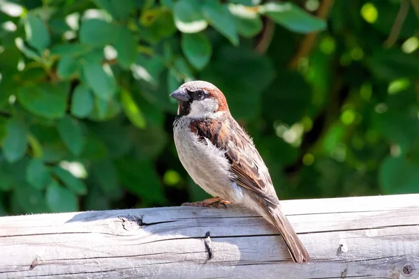 Szenischer Blick Auf Niedlichen Sperling Vogel — Stockfoto