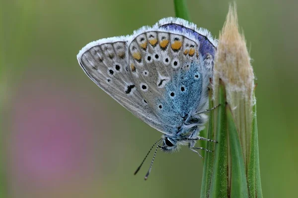 Gros Plan Papillon Dans Habitat Concept Sauvagerie — Photo