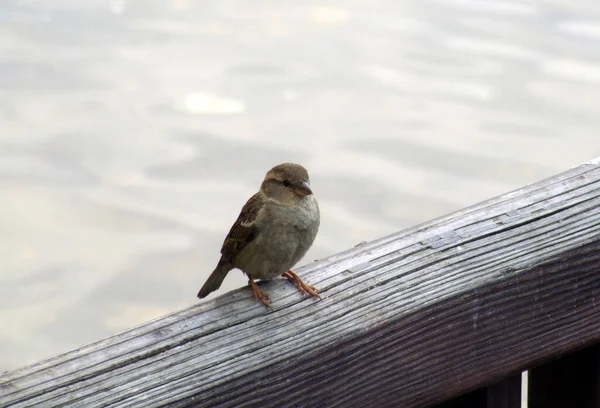 Sperling Auf Der Brücke Fluss — Stockfoto