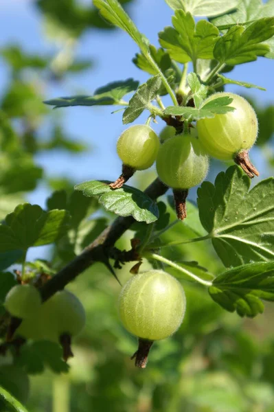 Krásný Botanický Záběr Přírodní Tapety — Stock fotografie