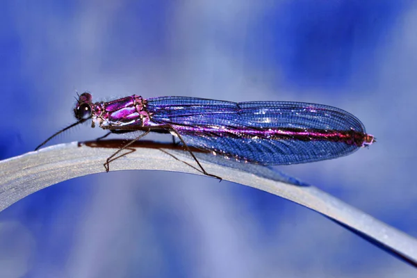 Naturinsekt Libelle Odonata Fly — Stockfoto