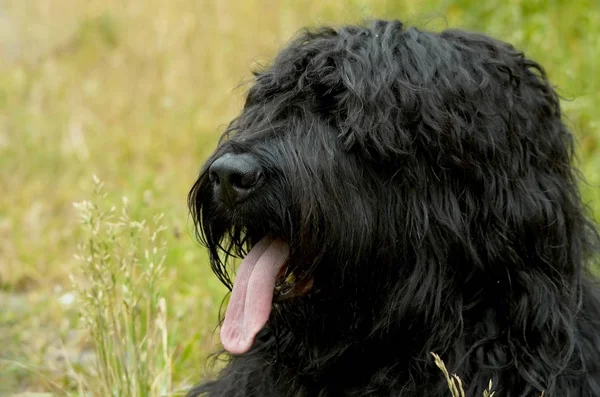 stock image Portrait of a cute dog  