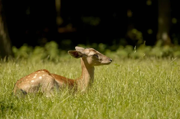 Natureza Vida Selvagem Cervo Animal Fauna — Fotografia de Stock