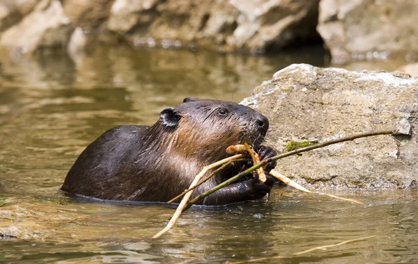 Verschillende Dieren Selectieve Focus — Stockfoto