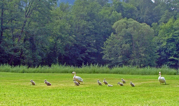 Pittoresk Utsikt Över Naturscenen — Stockfoto