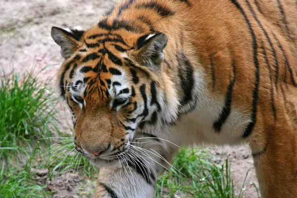 Koci Drapieżnik Dziki Tygrys — Zdjęcie stockowe