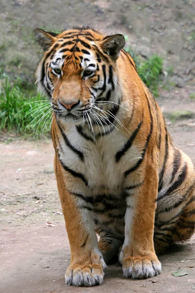 Tigre Selvagem Predador Felino — Fotografia de Stock