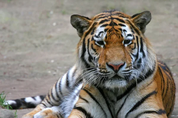 Animales Diferentes Enfoque Selectivo —  Fotos de Stock