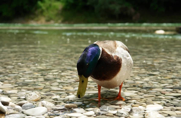 Vue Panoramique Bel Oiseau Nature — Photo