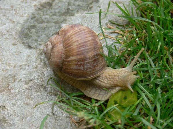 Invertebrate Helix Mollusk Snail — Stock Photo, Image