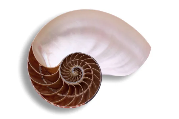 Invertebrate Helix Mollusk Snail — Stock Photo, Image