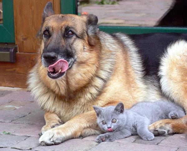 Den Lilla Leon Och Cora — Stockfoto