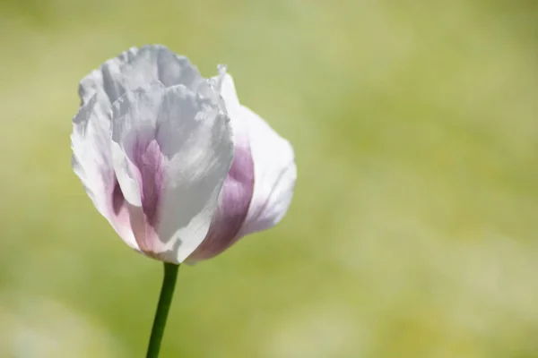 Nahaufnahme Von Schönen Wilden Mohnblumen — Stockfoto