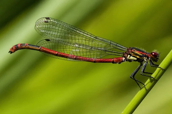 Vue Macro Rapprochée Insecte Libellule — Photo