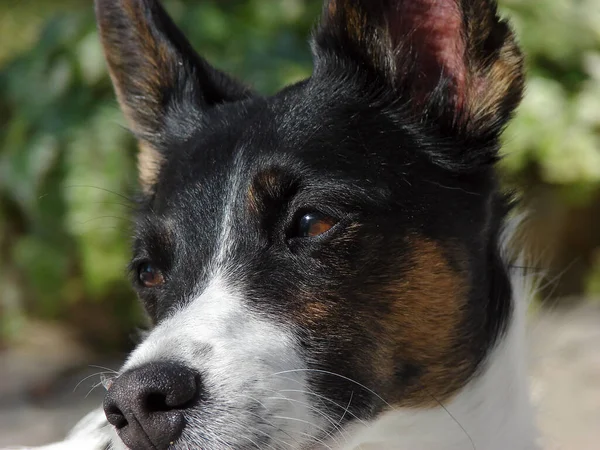 Portrait Cute Dog — Stock Photo, Image