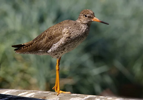 Aussichtsreiche Aussicht Auf Schöne Vögel Der Natur — Stockfoto