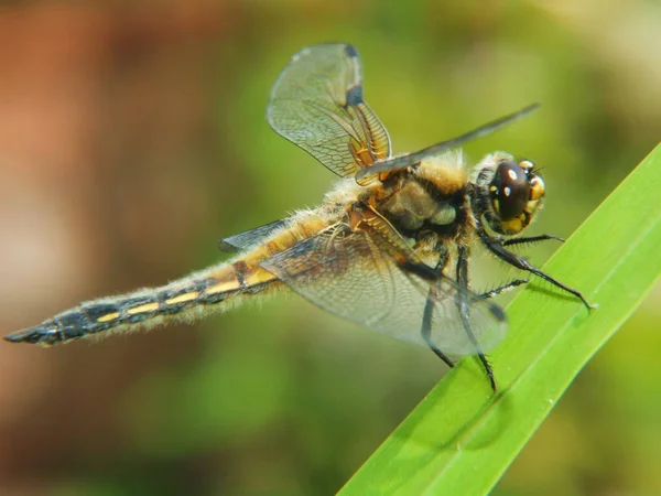 Natuur Insect Libelle Odonata Vlieg — Stockfoto