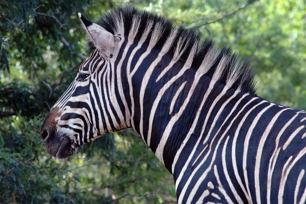 Afrikanisches Schwarzes Und Weißes Zebratier — Stockfoto