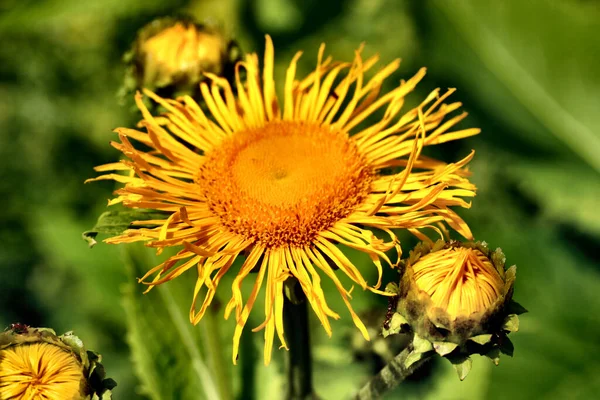 Yellow Sunflower Petals Field Flora — Stock Photo, Image