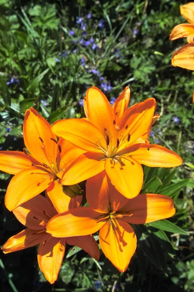 Schöne Botanische Aufnahme Natürliche Mauer — Stockfoto