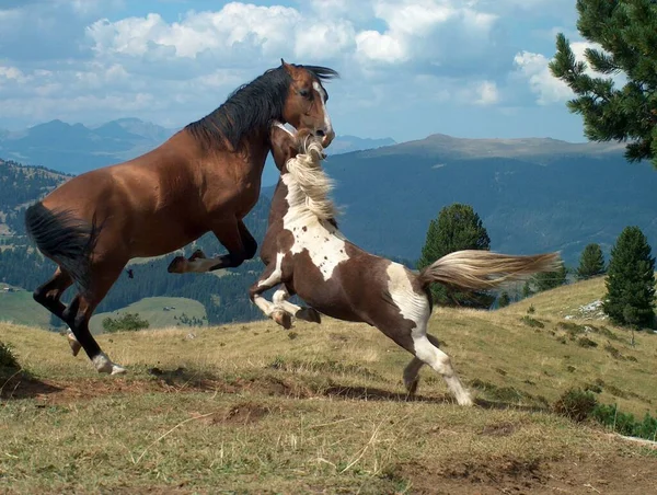 Häst Hingst Vilda Djur Naturen — Stockfoto