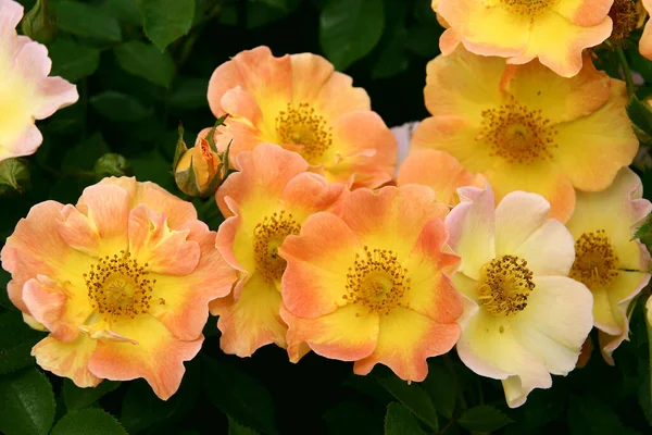 주황색 Nground Cover Rose Norange Yellow Center N40 High — 스톡 사진