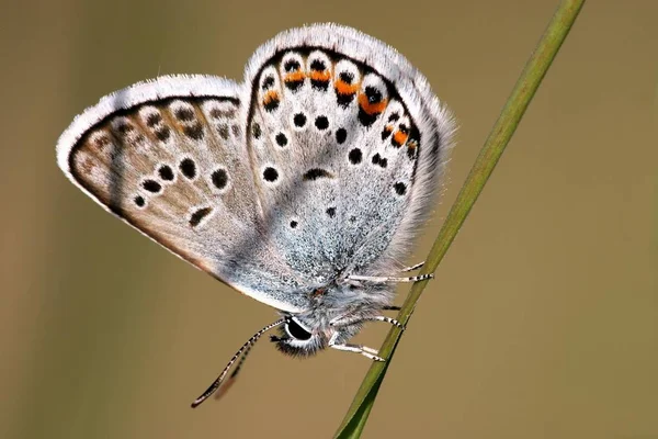 Close Butterfly Habitat Wildness Concept — Stock Photo, Image