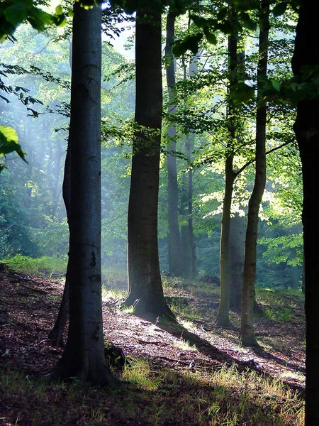 Vue Panoramique Flore Forêt Sauvage — Photo