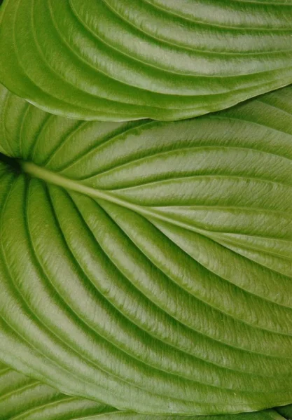 Экзотическое Растение Feli Открытое Растение — стоковое фото