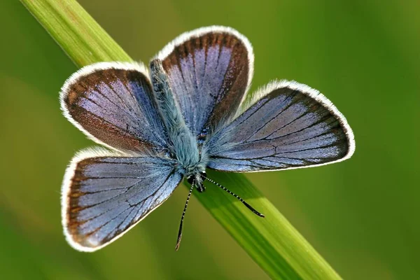 Bleu Argenté — Photo