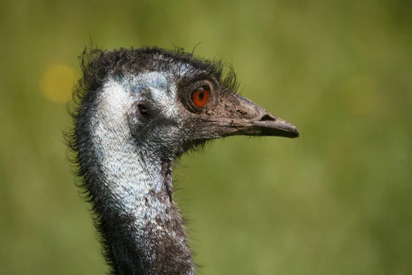 Porträt Eines Laufenden Vogels — Stockfoto