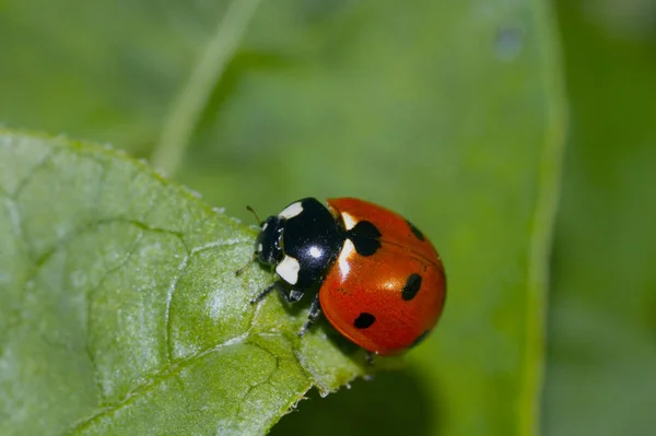Ladybug Sur Passerelle — Photo