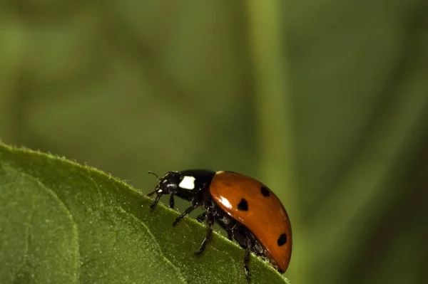 Red Bug Dots Ladybug — Stock Photo, Image