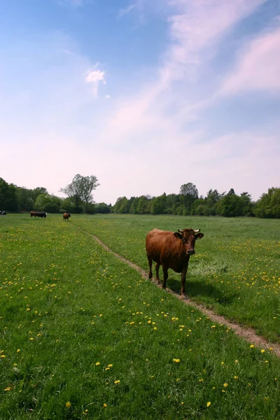 Hermosa Vista Del Paisaje Naturaleza — Foto de Stock