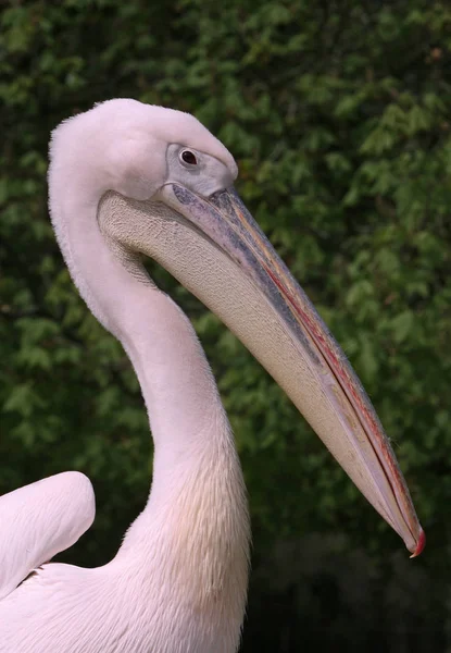 Vacker Utsikt Över Vacker Pelikan Naturen — Stockfoto